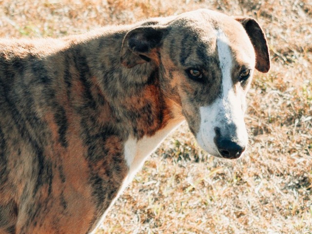 Perros en la calle: el aporte de una proteccionista